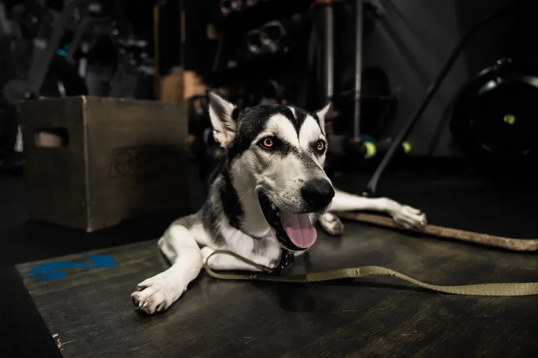Dixon, the official gym dog at Face Your Fears Athletics